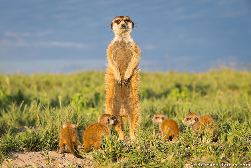 meerkats-human-lookout-post-photography-will-burrard-lucas-9