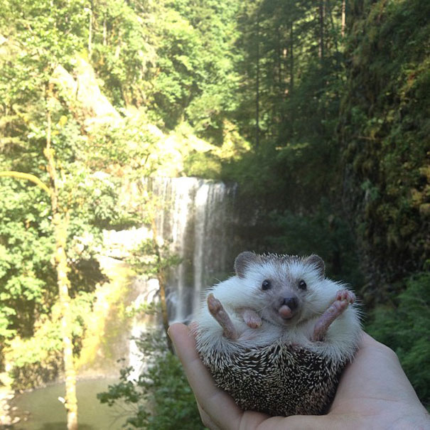 biddy-cute-hedgehog-adventures-22