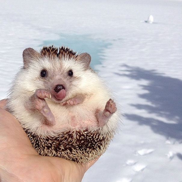 biddy-cute-hedgehog-adventures-26