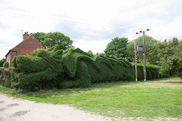 dragon-hedge-4