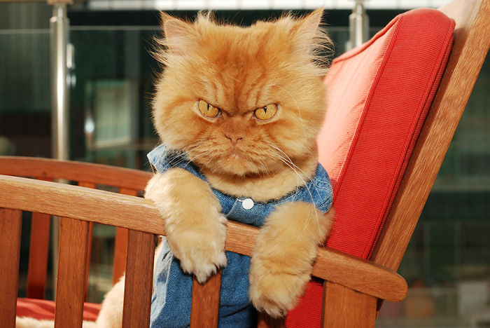garfi-evil-grumpy-persian-cat-12__700