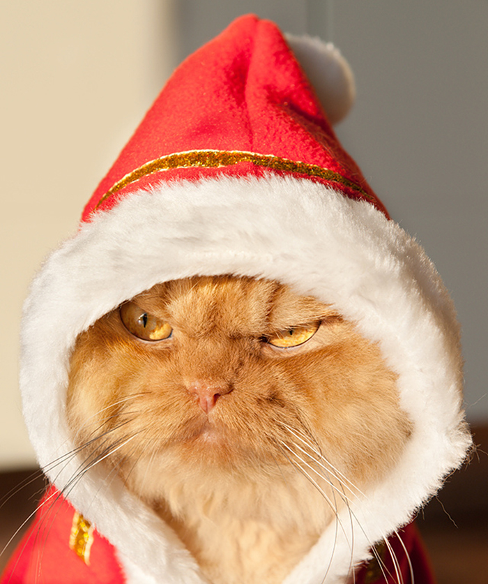 garfi-evil-grumpy-persian-cat-6__700