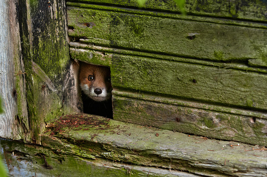 fox-species-photography-3-2