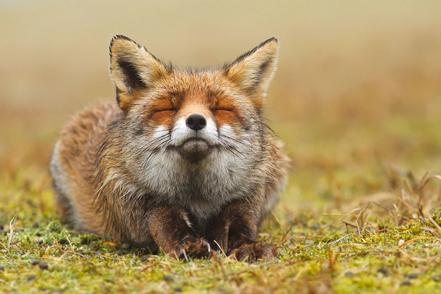 fox-species-photography-3-5