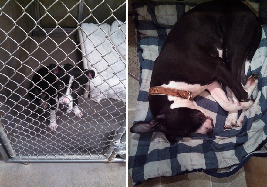 pet-adoption-before-and-after-11__880