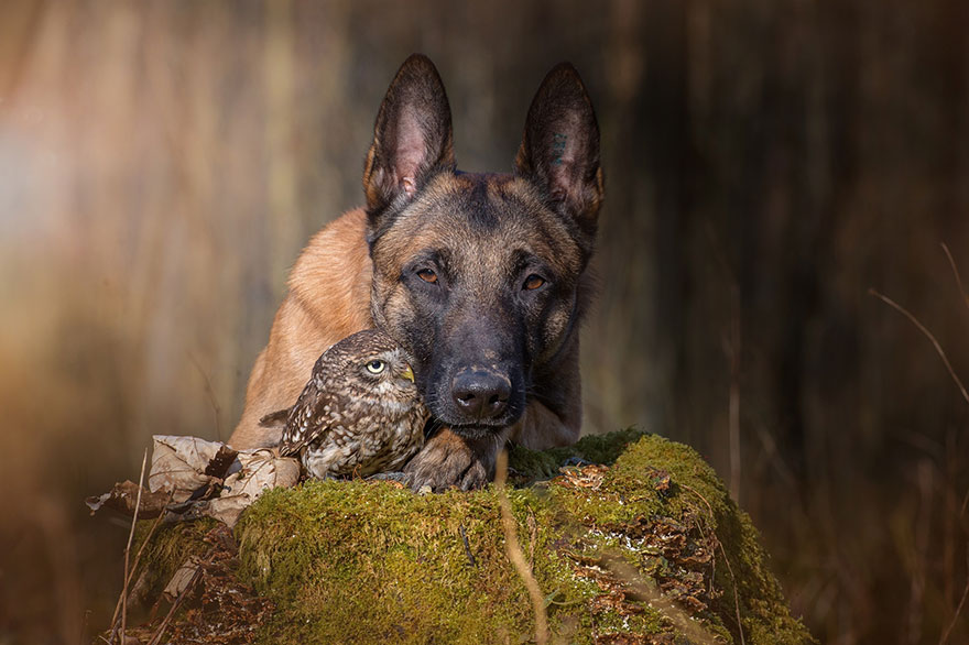 ingo-else-dog-owl-friendship-tanja-brandt-2
