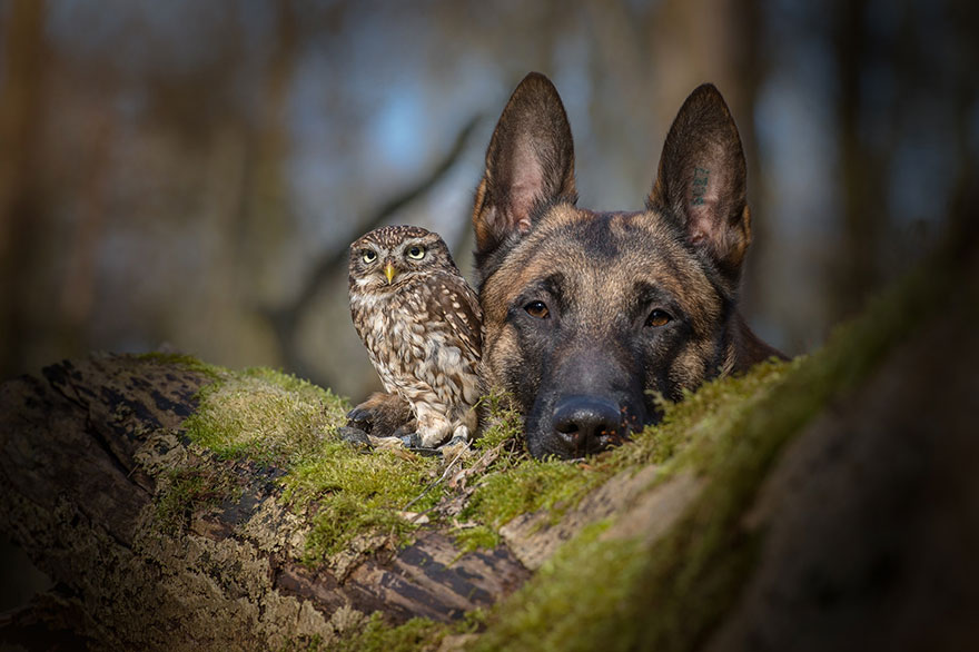 ingo-else-dog-owl-friendship-tanja-brandt-4