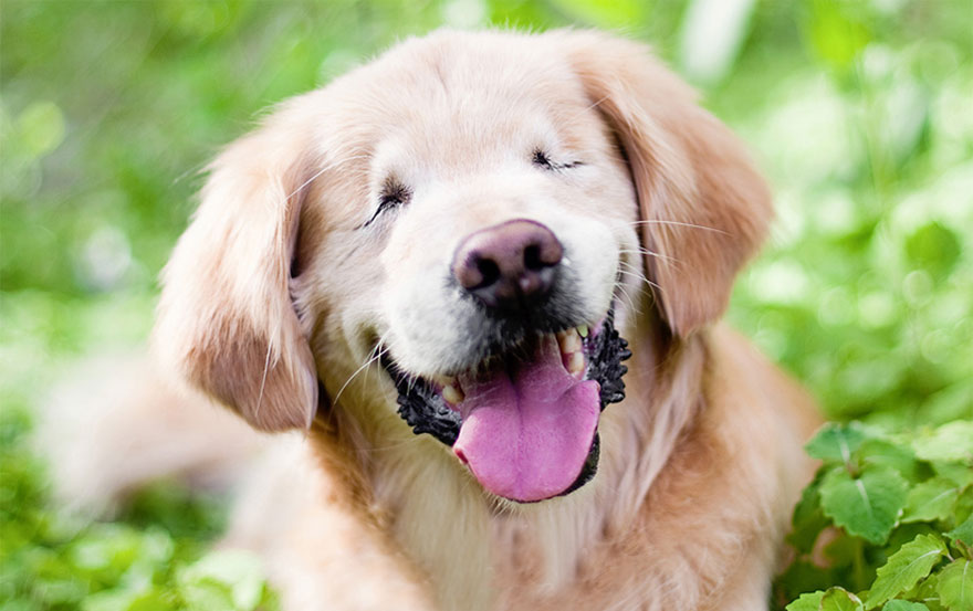 smiley-blind-therapy-dog-golden-retriever-stacey-morrison-3