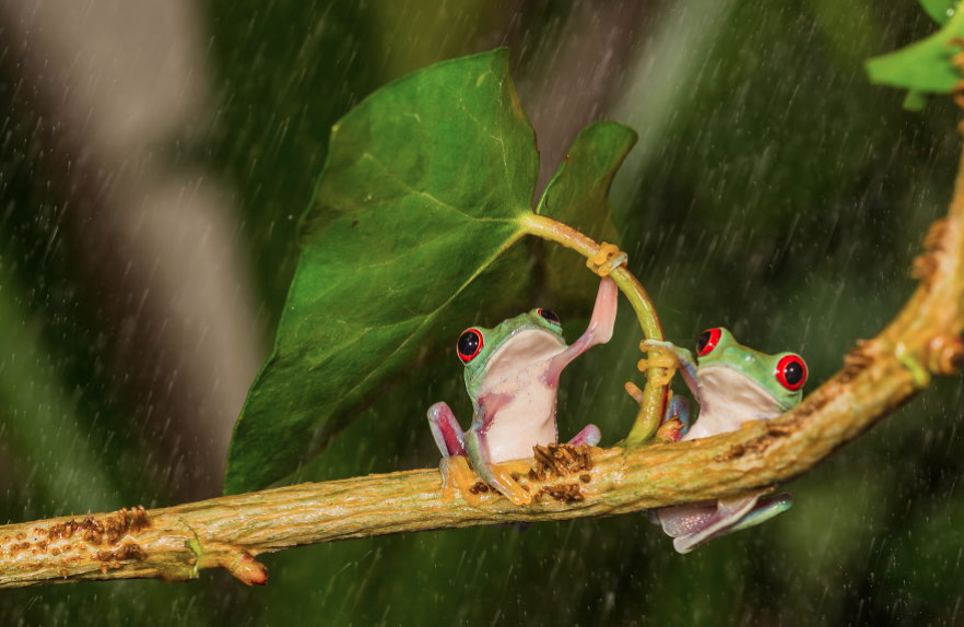 žába s „deštníkem”