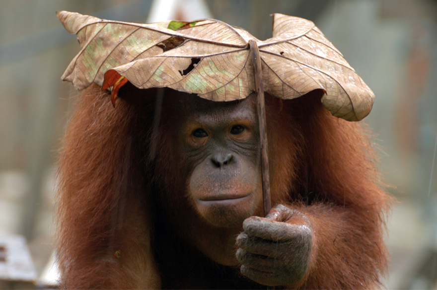 opice s „deštníkem”