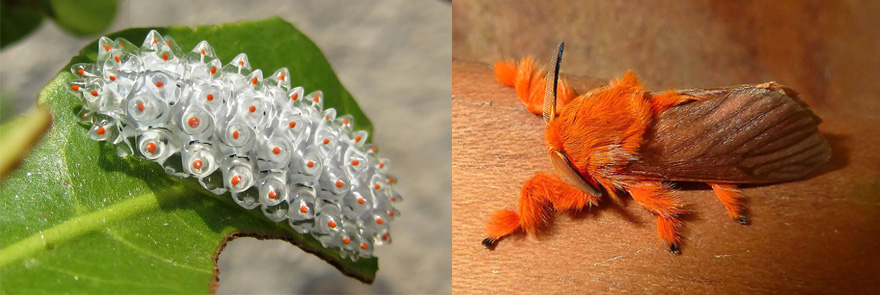 Metamorfóza: Fascinující fotografie motýlů PŘED a PO proměně