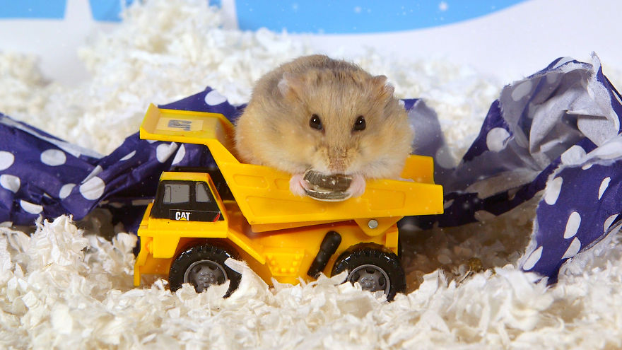 Cute-Hamsters-12-Days-of-Christmas-Pics-and-Videos13__880
