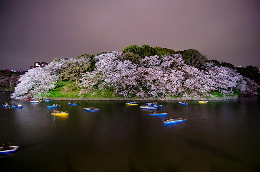 spring-colors-japan-cherry-blossoms-national-geographic-10