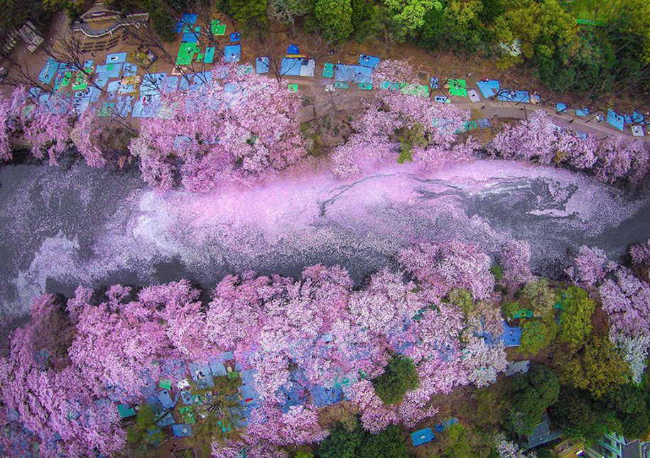 spring-colors-japan-cherry-blossoms-national-geographic-16