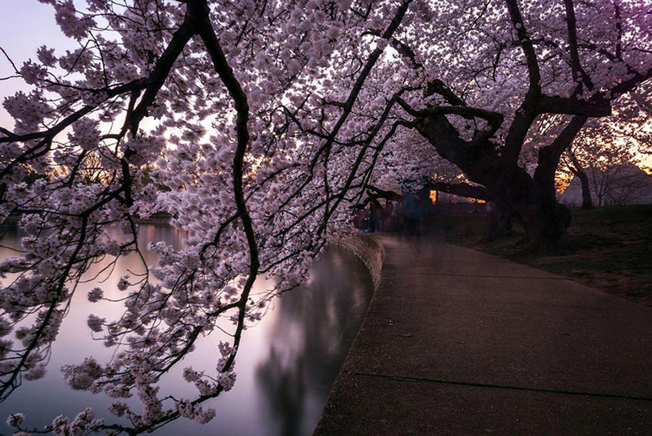 spring-colors-japan-cherry-blossoms-national-geographic-8
