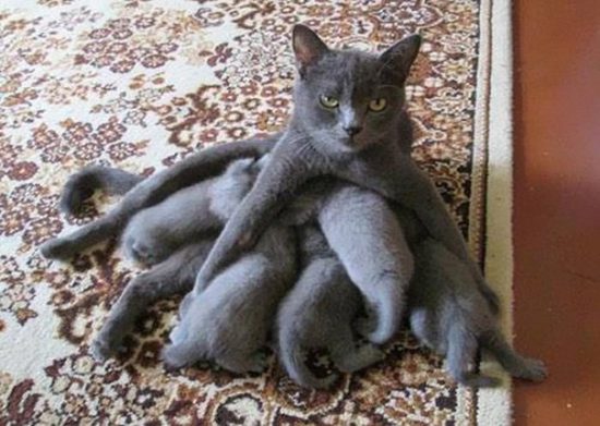 funny-animal-motherhood-photos-cats-dogs-pet-moms-7-5767d6af042d6__605
