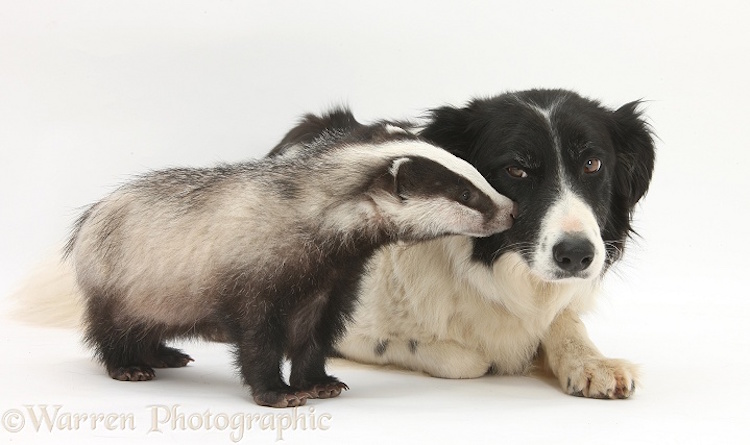 Young Badger (Meles meles) and black-and-white Border Collie, Phoebe