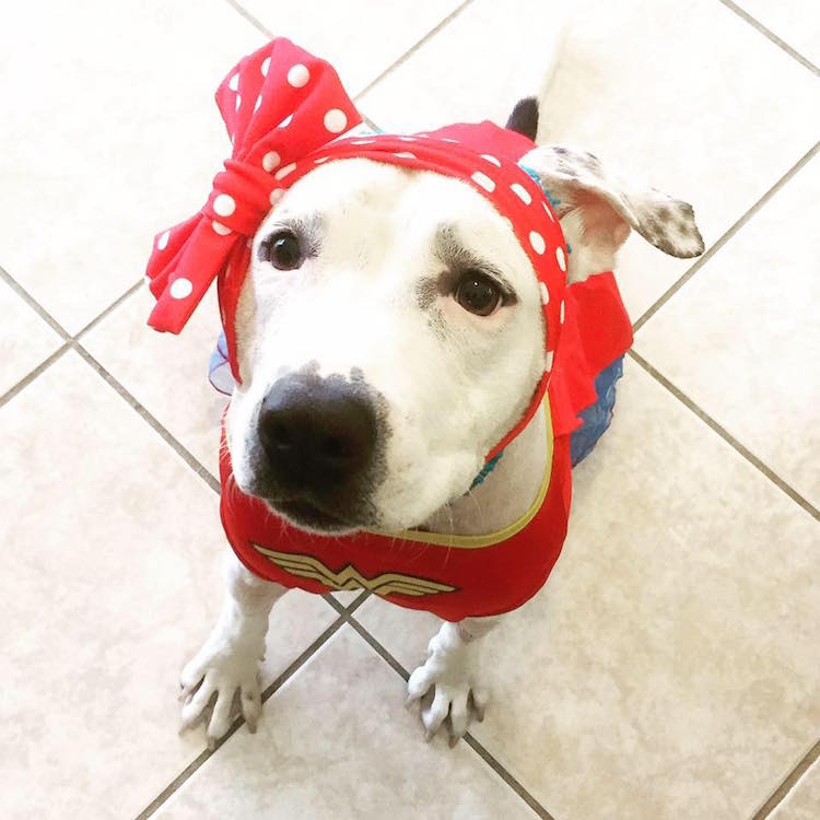 6-love-is-fur-ever-dog-rescue-bonnets-for-abigail
