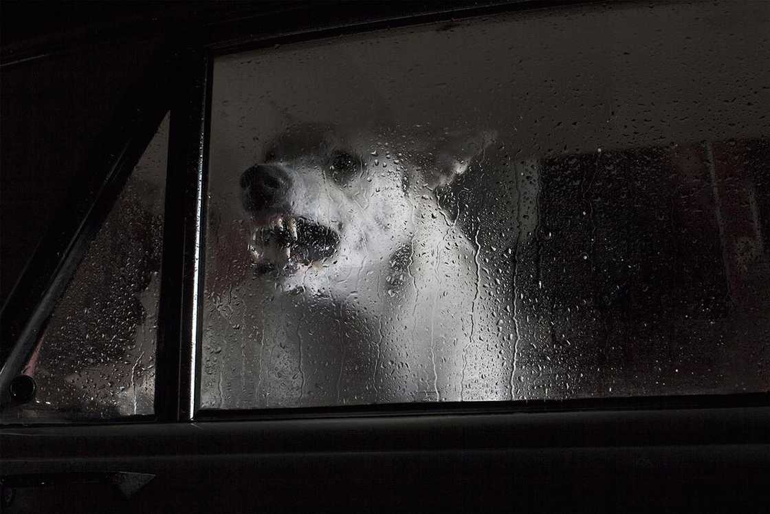 dogs-in-cars-martin-usborne-1